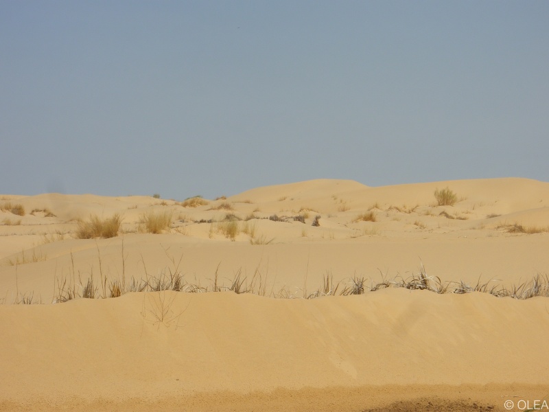 Majestueux désert de l\'Oued