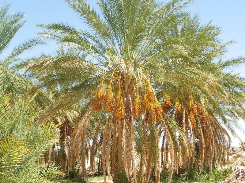 Merveilleux palmier dattier de l\'Oued