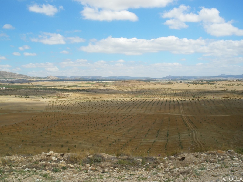 Oliviers à perte de vue