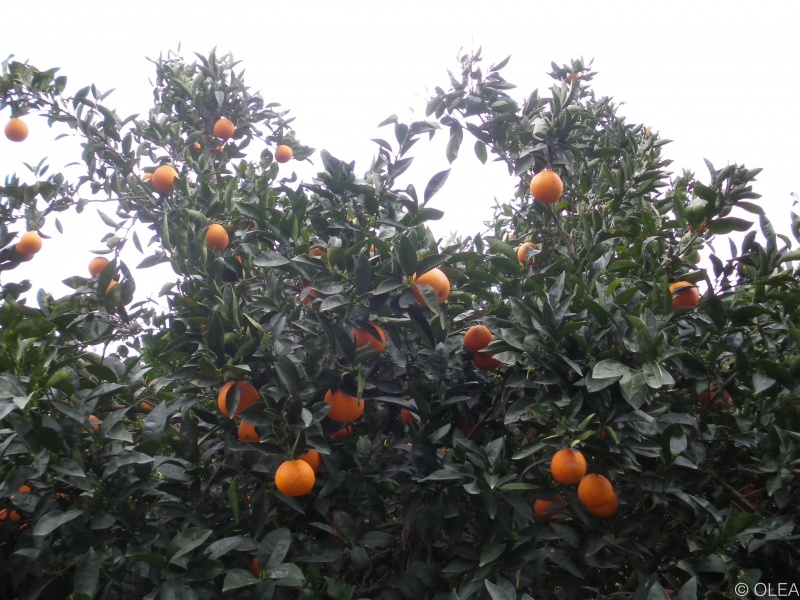 Orangers du Cap Bon